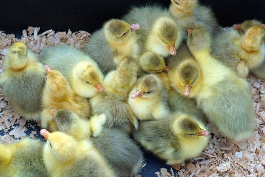 New born ducklings at farm