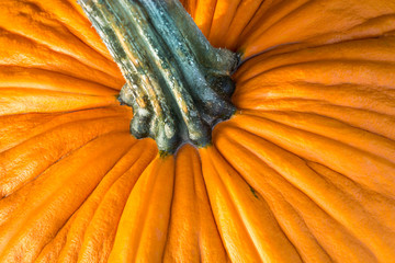 Close up of a pumpkin peel