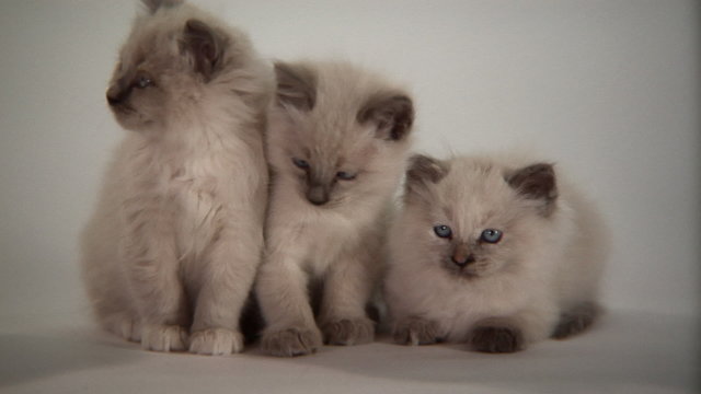 Persian Kittens Being Cute