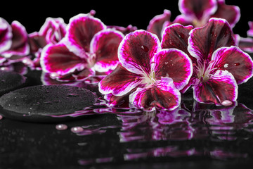 beautiful spa still life of blooming dark purple geranium flower