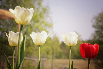 flowering tulips in spring