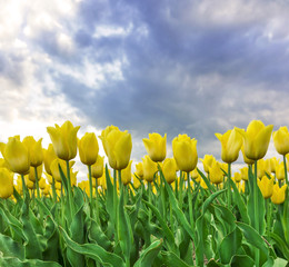 Obraz premium Tulpen