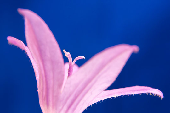Nahaufnahme einer Glockenblume (Campanula)