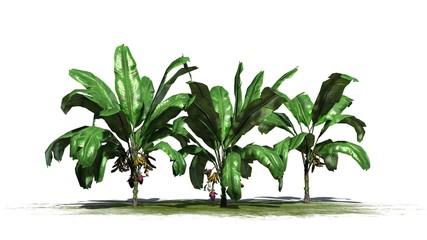 banana plants - isolated on white background