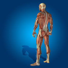 Conceptual 3D human man health anatomy