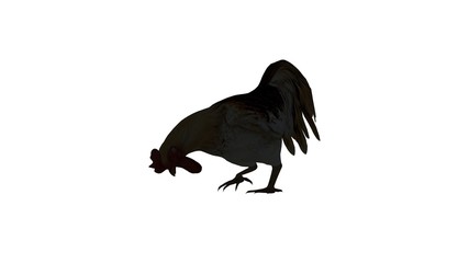 rooster silhouette - isolated on white background