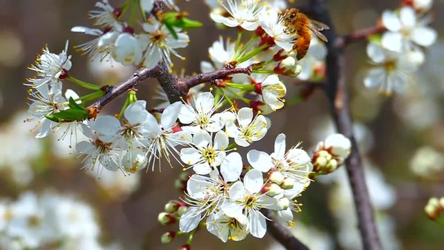 Honey Bees Collect Nectar, Pollen from Plum Blossoms
