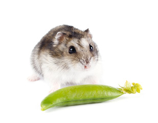 Little hamster isolated on white background