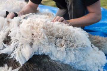Layer of alpaca fleece shifted during shearing