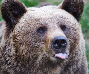 Brown bear showing its tongue