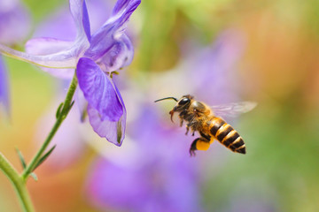 Honey Bee flying to the flower