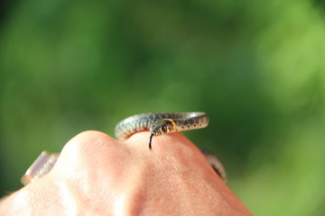 little grass-snake on the hand