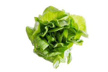 Head of fresh organic butter crunch lettuce