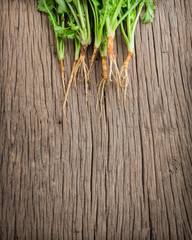 coriander Roots