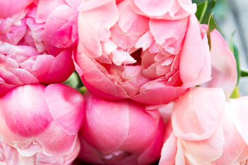 Obraz premium Bright Pink Peonies