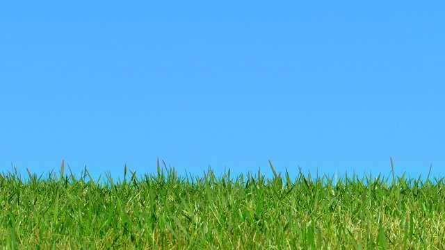 Grass to Blue Sky Panning Horizon, Perfect Outdoor Background