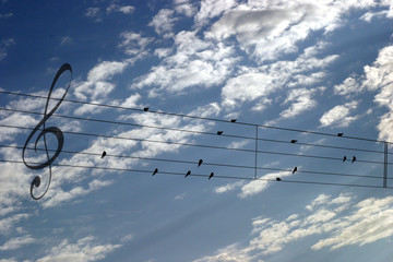 Ptaki - nutki - na niebie - obrazy, fototapety, plakaty