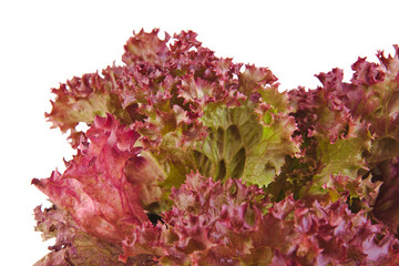 Closeup of an Oak Leaf lettuce isolated on a white background