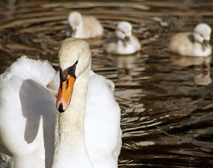 Obraz premium Beautiful Mute Swan with her young following close behind 