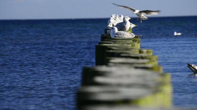  Buhnen am Ostseestrand in Stolpm&uuml;nde, Polen mit M&ouml;wen