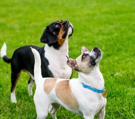 Dog in a park