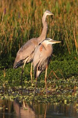 Great Blue Herons (Ardea Herodias)