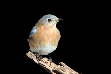 Female Eastern Bluebird on Black