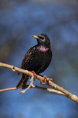 Starling On Stump