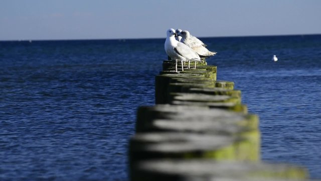  Buhnen am Ostseestrand in Stolpm&uuml;nde, Polen mit M&ouml;wen