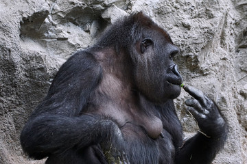female gorilla eating