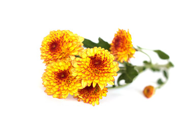 Stock Photo - Flower Background