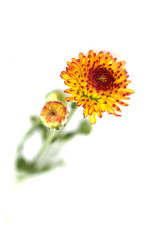 Obraz premium Stock Photo - Flower Background