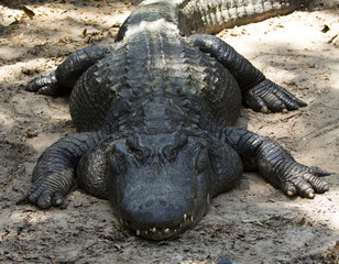 Giant Alligator Lying Down