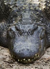 Giant Alligator Close Up