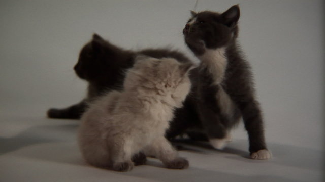 Kittens playing with a blade of grass held by a caucasian hand
