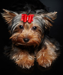 Naklejka premium York small dog