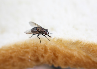 Fly on a Slice of Bread