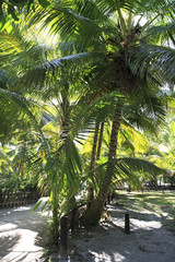 Beautiful palm trees on the coast of Anse Lazio.