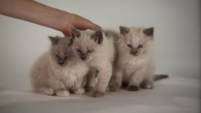 Persian kittens being cute and gently directed to stay in frame with human hands