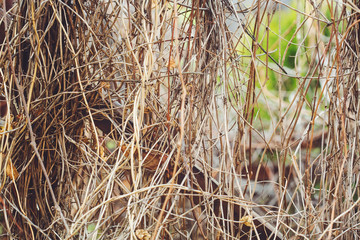 Dry branches of grapes in early spring. Background toned in retr