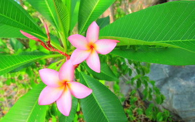 white, pink and yellow plumeria frangipani flowers with leaves