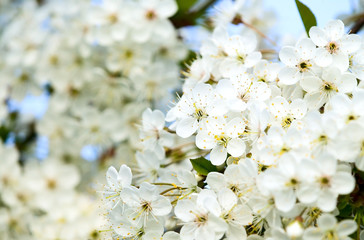 Fototapeta na wymiar Beautiful white flower with amazing blossoms