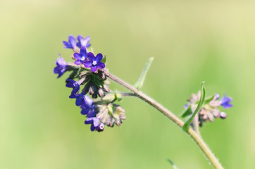 Closeup photo of a blue wildflower