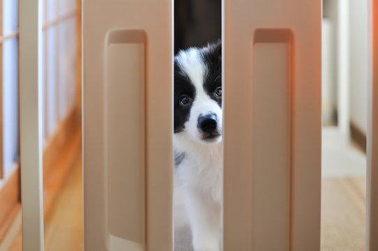 A border collie puppy behind a room fence