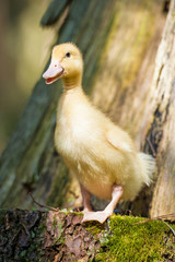 Little duckling