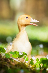 Little duckling in flowers