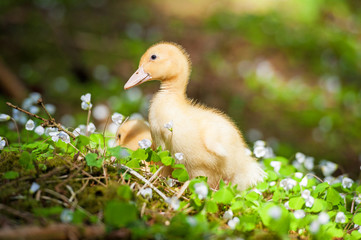 Little duckling in flowers