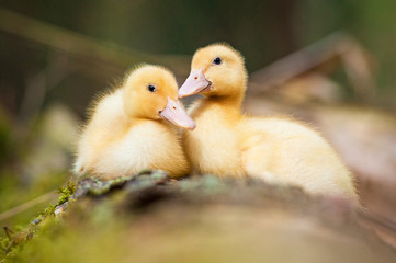 Two sweet little ducklings