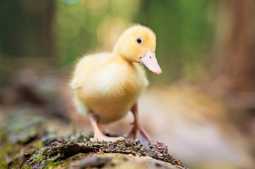 Little duckling walking on the tree