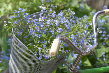 forget-me-nots in a bicycle basket
